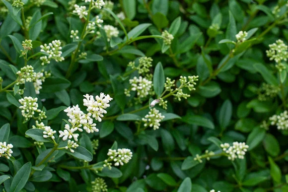Grüne Hecke mit weißen Blüten